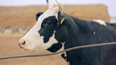 牛牛奶农场挤奶牛乳制品农场牲畜农业